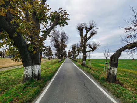 Autumn walks through the linden avenue in the Moravice river valley.