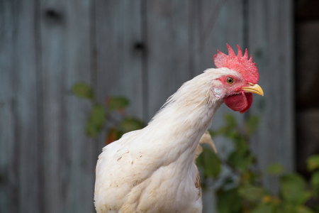Live chicken home at the village courtyard.の写真素材