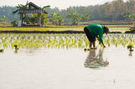 Farmer working in rice field in Chiang mai, Thailand.のeditorial素材