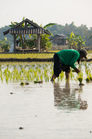 Farmer working in rice field in Chiang mai, Thailand.のeditorial素材