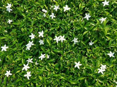 Orange Jasmine with grewn leaf in the background.の素材