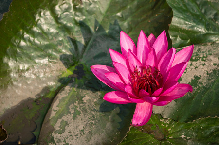 Pink lotus in swamp, Bangkok, Thailand.の写真素材