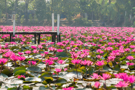 Pink lotus in swamp, Bangkok, Thailand.の写真素材