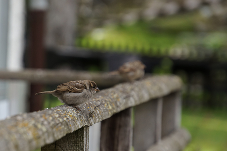 Sparrow on the fence at Zermatt, Switzerland.の写真素材
