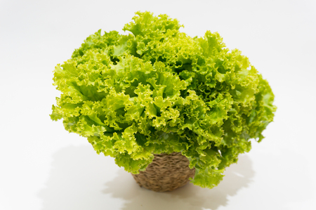 Lettuce in little basket with white background.の写真素材