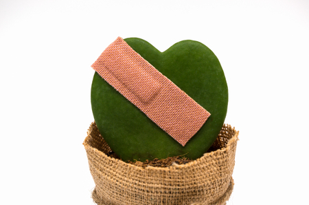 Hoya Kerrii in heart shape attached with plaster with white background. In concept of broken heart.の写真素材
