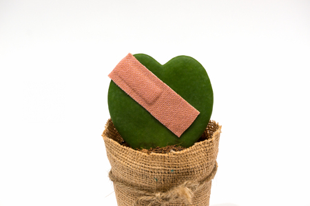 Hoya Kerrii in heart shape attached with plaster with white background. In concept of broken heart.の写真素材