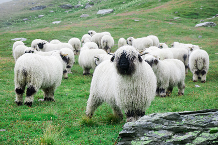 Valais Blacknose Sheep herd with grass covered mountain at Zermatt, Switzerlandの写真素材