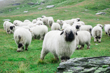 Valais Blacknose Sheep herd with grass covered mountain at Zermatt, Switzerlandの写真素材