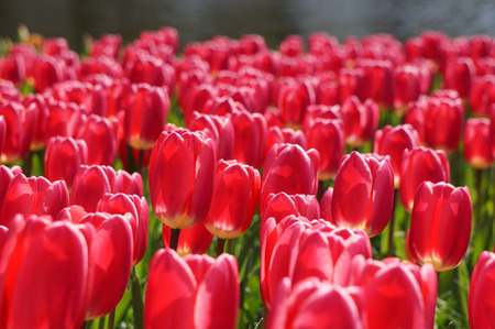 Red tulip plantation at Keukenhof in Lisse, Netherlandsの写真素材