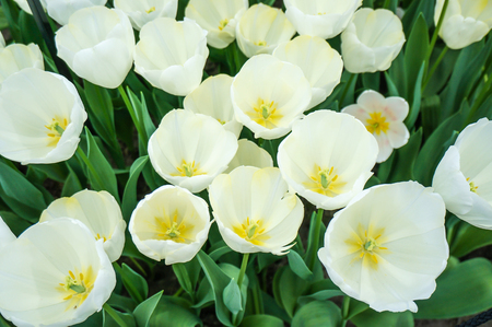 a group close up of white Bolroyal Silver Tulip at Keukenhof, Netherlandの写真素材