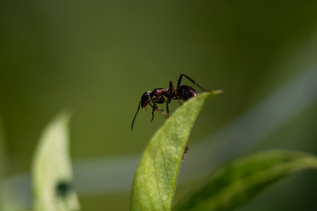 ant on a green leaf in the wild, closeup of photo