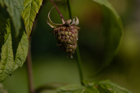 A closeup shot of a green raspberry on a green blurred background