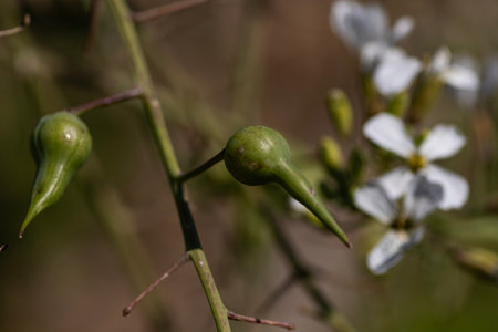 Black radish seeds and white flower. The name of the species is Raphanus sativus L..の写真素材