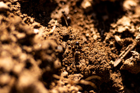 Ants in the ground. Macro shot. Small depth of field.
