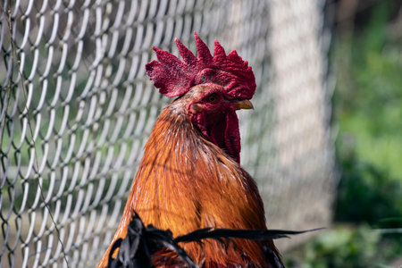 Portrait of a rooster on a farm in the village.