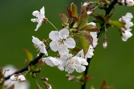 cherry blossom in spring time, closeup of white flowers