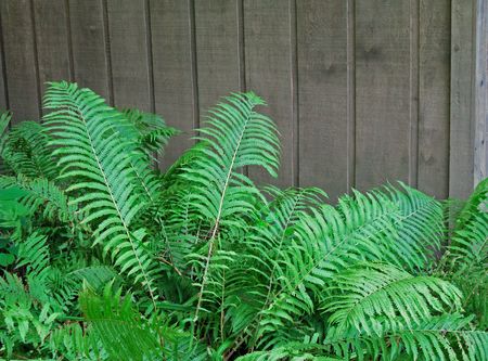 fern fronds against grey cedar board fence, summer foliageの写真素材