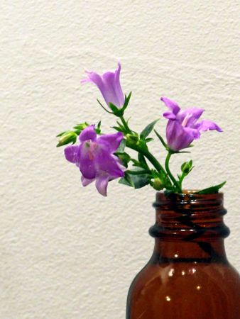 Sprig of tiny bellflowers (Lat. campanulata) in a vase improvised from medicine bottle.  Space for your text.の写真素材
