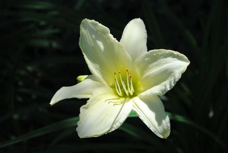 yellow daylily makes a bright spot in the shade gardenの写真素材