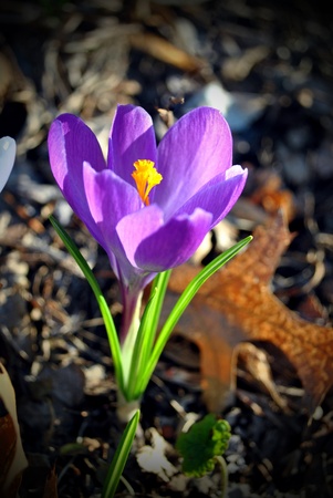 Crocus; first flower of spring pushes through last autumn's leaves.の写真素材