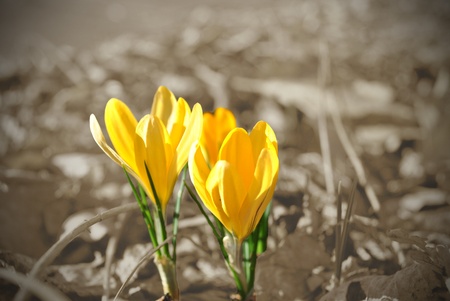 Crocus, first flower of spring, marks the end of winter's dull days.  Selective coloring.の写真素材