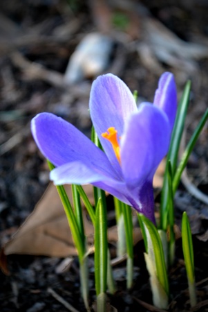 Crocus; first flower of spring