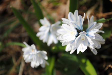 Tiny white scilla flowers with blue veins bask in the warm spring sunlight.の写真素材