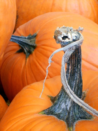 Gnarled and twisted dark green stem of orange pumpkin; plenty of copy spaceの写真素材