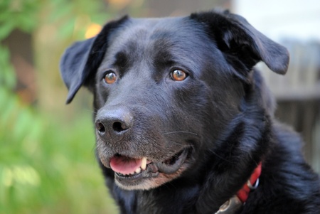 Closeup of the head of a dog; Labrador retreiver. Outdoors.