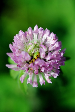 A tiny yellowjacket wasp sucks nectar from the flower of sweet red clover.の写真素材
