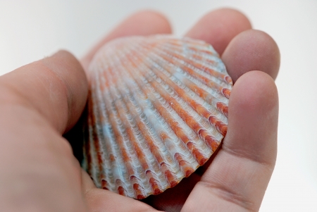Hand holding a seashell