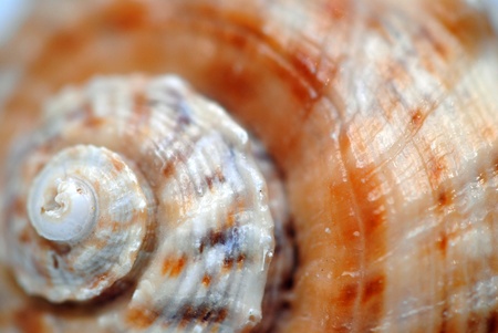 Spiral seashell, closeup/, shallow DOFの写真素材