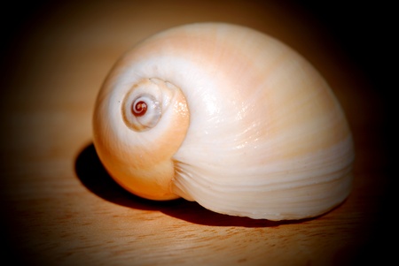 Spiral seashell; vignette effect