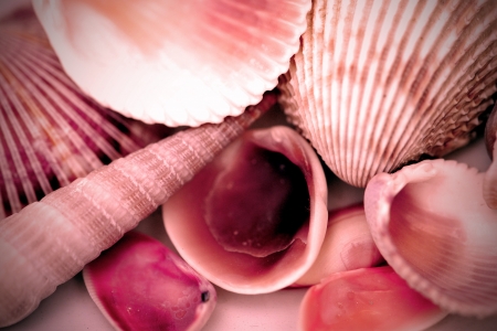 Assorted small seashells; pink filter effect
