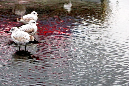 Seagulls wading in a shallow puddle.の写真素材