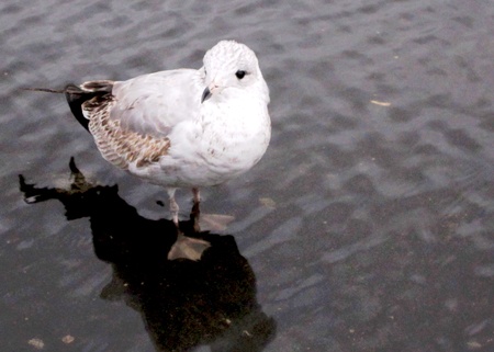 Seagull wading in a shallow puddle.の写真素材
