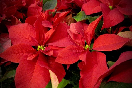 Bright red poinsettia flowers. The poinsettia is sometimes called the Christmas star flower. の写真素材