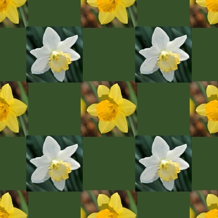 White and yellow daffodils in a seamles srepeating wallpaper design の写真素材