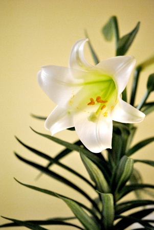 Easter lilyの写真素材