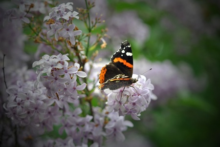 The Red Admiral  vanessa atalanta  butterfly finds shelter from the wind and a delicious meal on the...