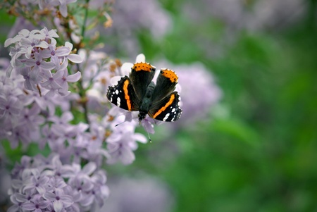 The Red Admiral  vanessa atalanta  butterfly finds shelter from the wind and a delicious meal on the lilac bush   Closeup; shallow DOF の写真素材
