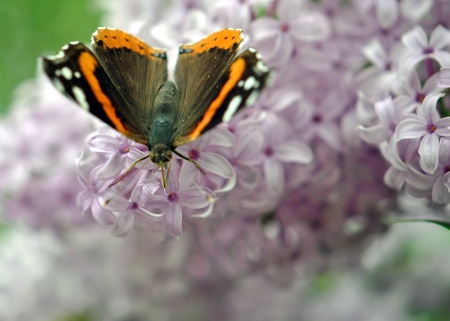 Red Admiral butterfly feeding on lilac blossoms の写真素材