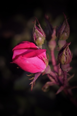 Rosebud of a hedge rose の写真素材