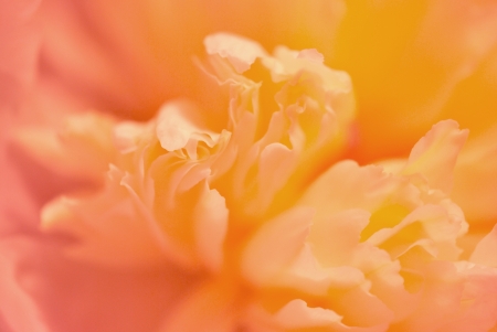 abstract background from extreme closeup of peony flower; shallow DOFの写真素材