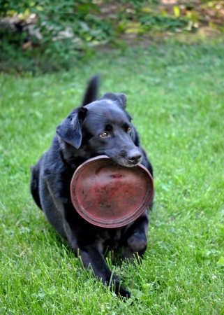 Dog lying in the grass chewing a flying disc toy の写真素材