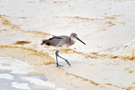 Sandpiper walking along the high tide line