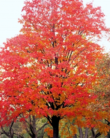 Trees showing autum color in leaves 