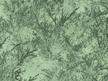 Evergreen branches texture for backgroundの写真素材