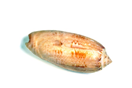 Olive seashell isolated on whiteの写真素材